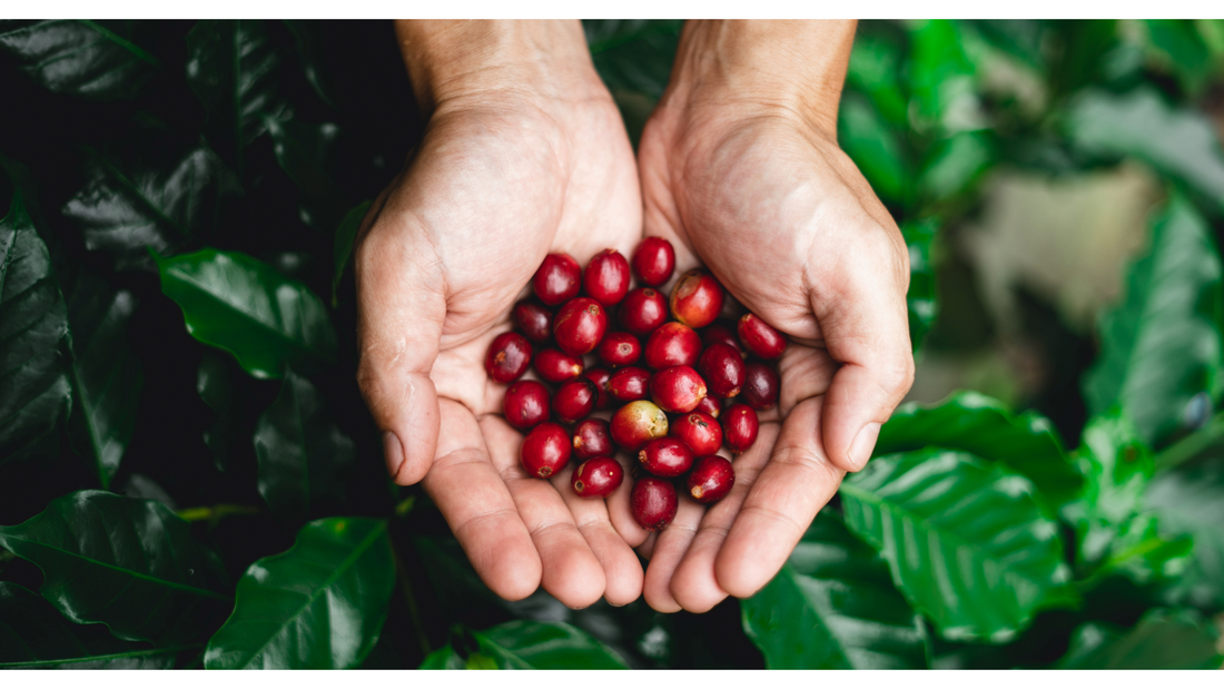 10 Reasons Coffee Is Actually Good for You